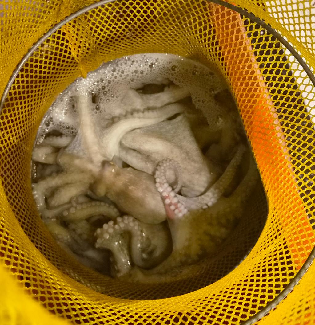 낚시뚜,돌문어,포항여남항,포항포시즌호,낚시뚜8