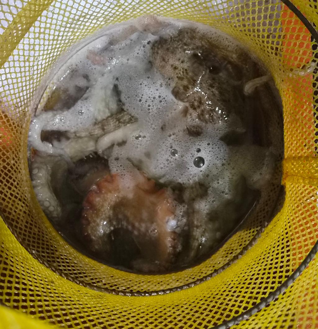 낚시뚜,돌문어,포항여남항,포항포시즌호,낚시뚜7
