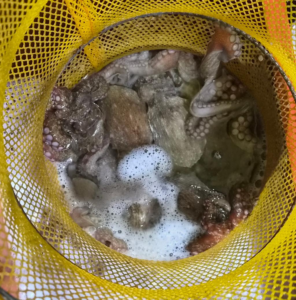 낚시뚜,돌문어,포항여남항,포항포시즌호,낚시뚜5