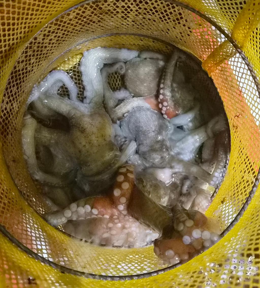 낚시뚜,돌문어,포항여남항,포항포시즌호,낚시뚜4