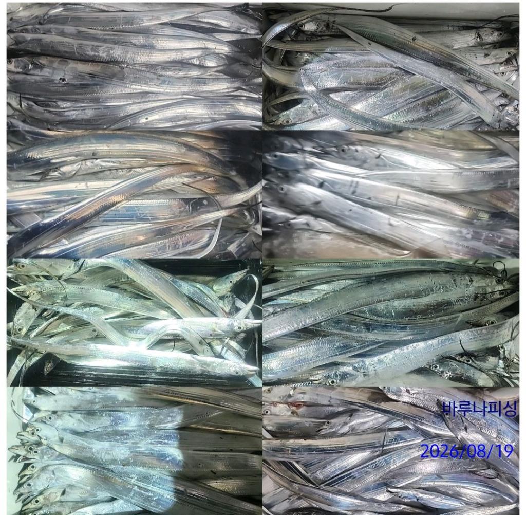 낚시뚜,갈치,속천항(진해),바루나피싱,낚시뚜10