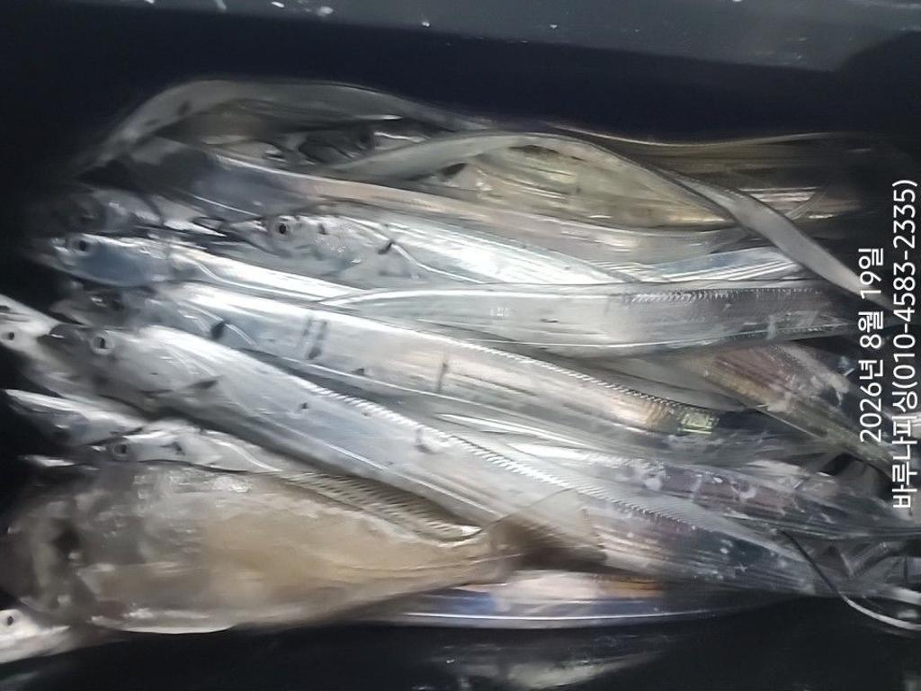 낚시뚜,갈치,속천항(진해),바루나피싱,낚시뚜5