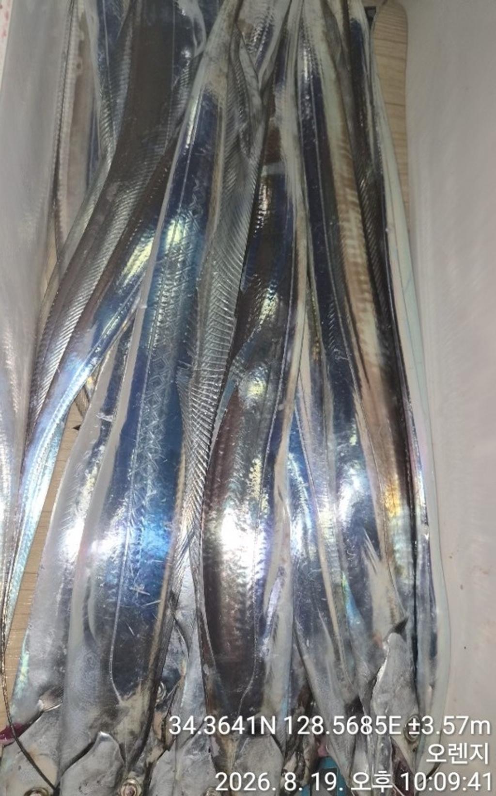 낚시뚜,갈치,삼포항,삼포대교낚시,낚시뚜7