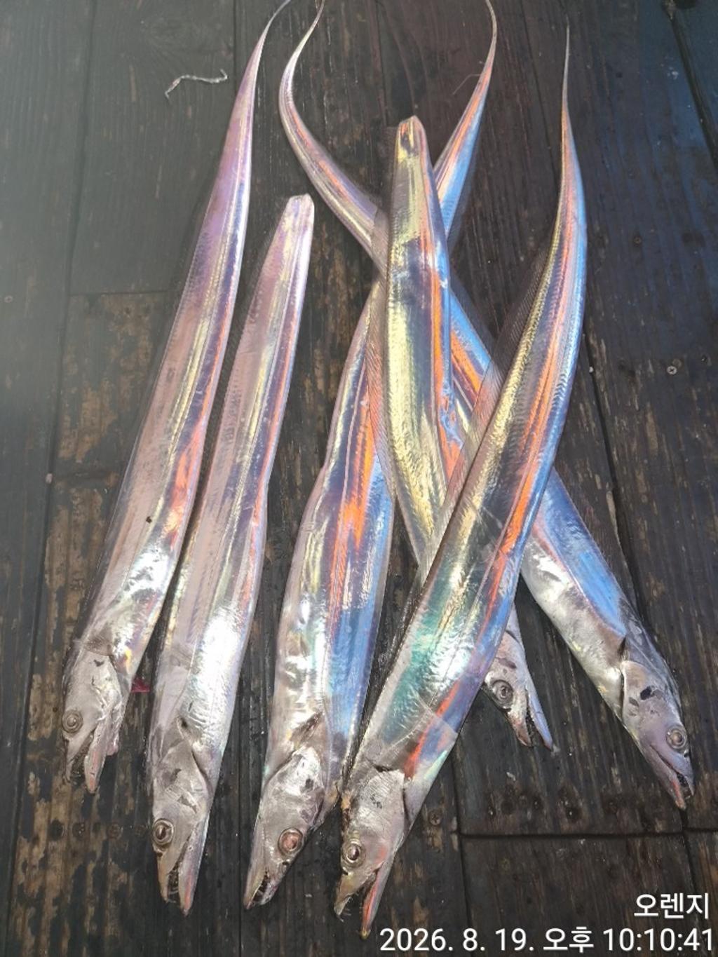 낚시뚜,갈치,삼포항,삼포대교낚시,낚시뚜9