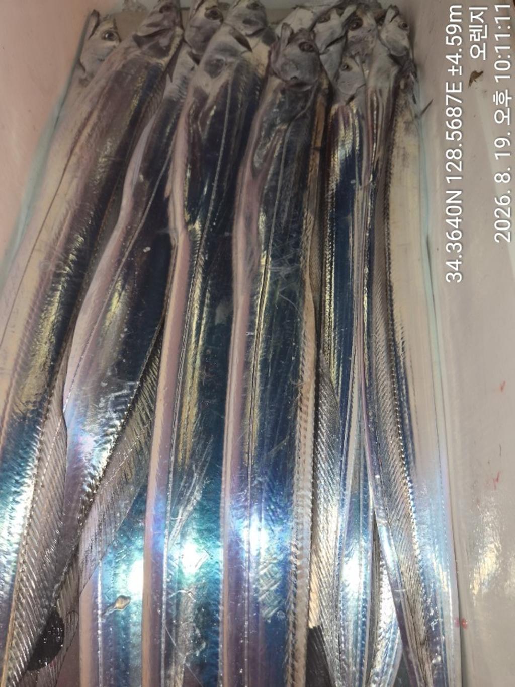 낚시뚜,갈치,삼포항,삼포대교낚시,낚시뚜10