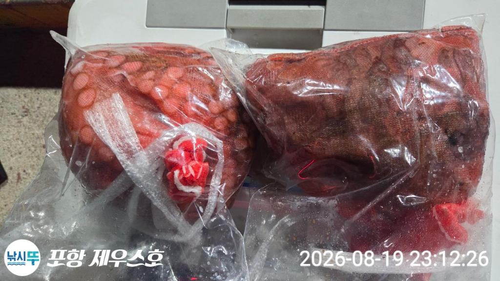낚시뚜,돌문어,무늬오징어,영일만항,포항 제우스호,낚시뚜44