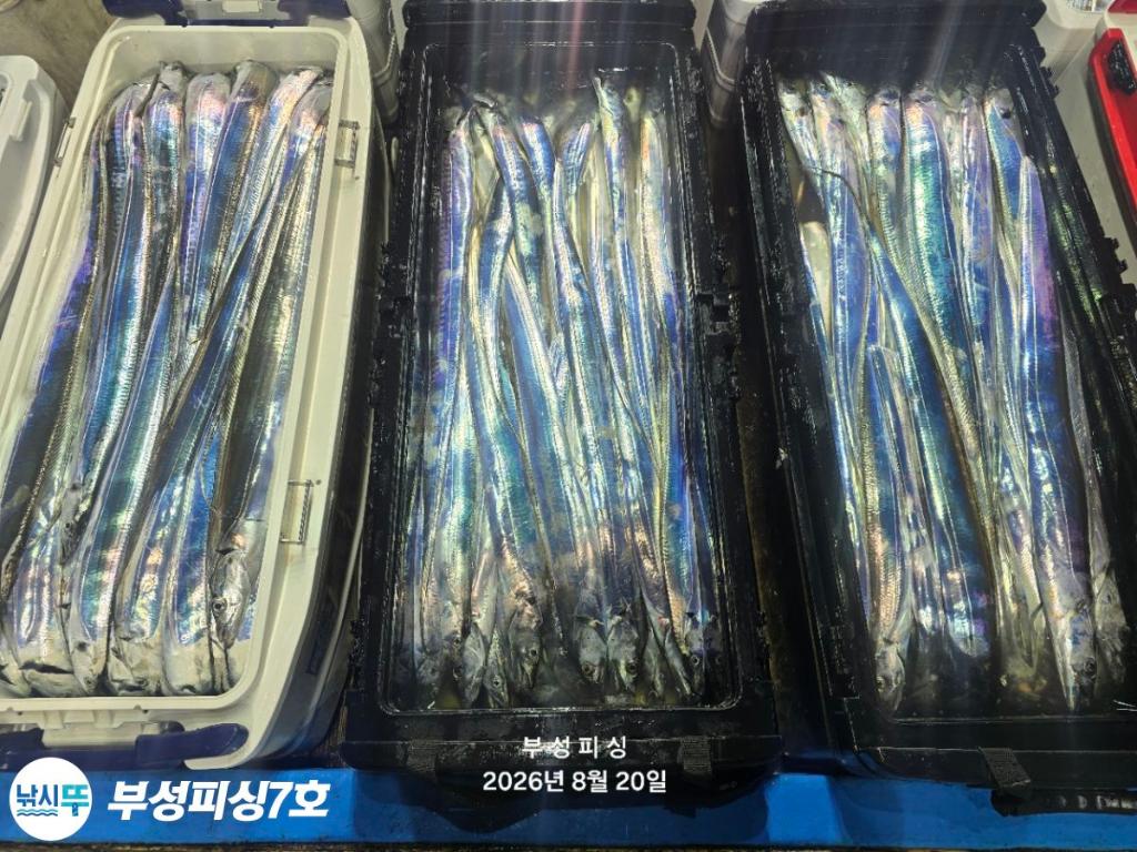 낚시뚜,갈치,통영영운리항,부성피싱7호,낚시뚜35