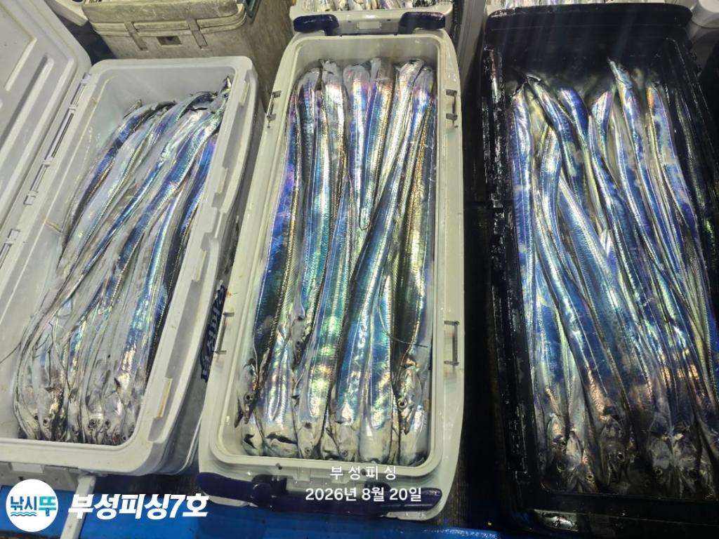 낚시뚜,갈치,통영영운리항,부성피싱7호,낚시뚜34