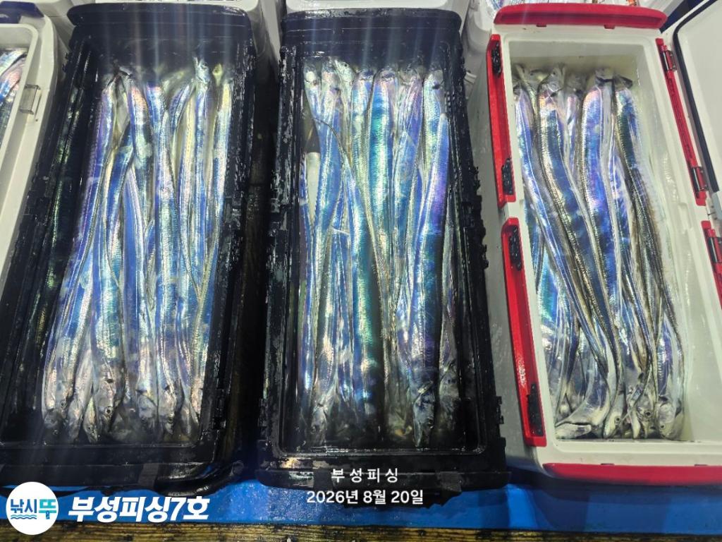 낚시뚜,갈치,통영영운리항,부성피싱7호,낚시뚜33