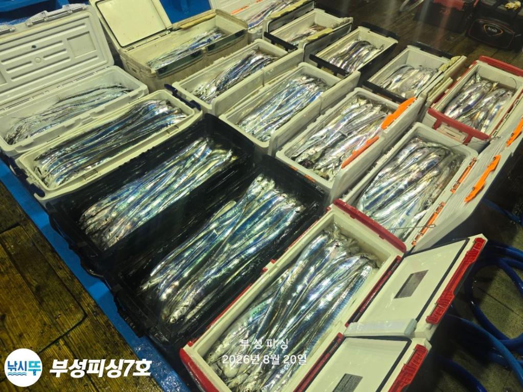 낚시뚜,갈치,통영영운리항,부성피싱7호,낚시뚜32