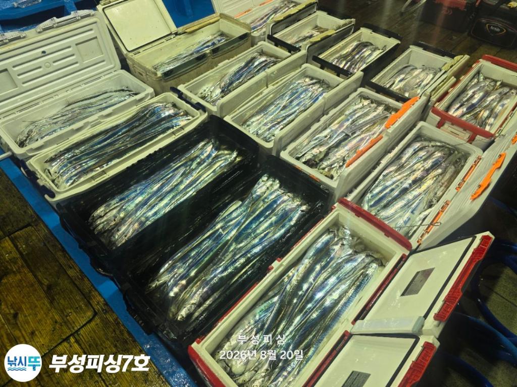 낚시뚜,갈치,통영영운리항,부성피싱7호,낚시뚜31