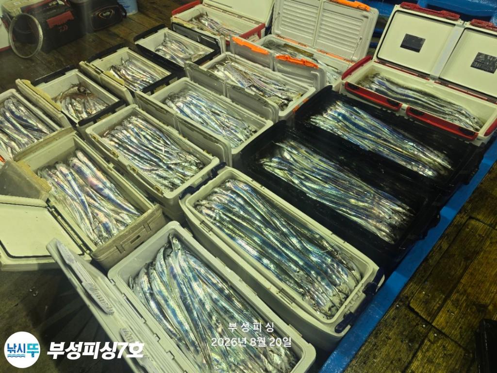 낚시뚜,갈치,통영영운리항,부성피싱7호,낚시뚜30