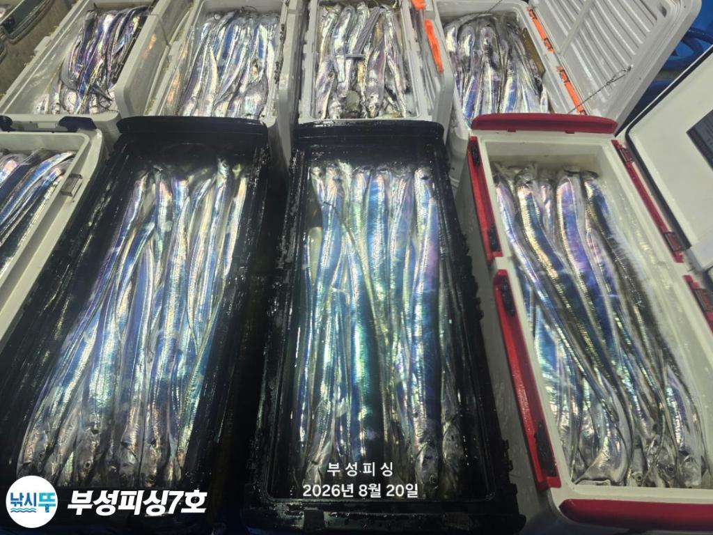 낚시뚜,갈치,통영영운리항,부성피싱7호,낚시뚜28