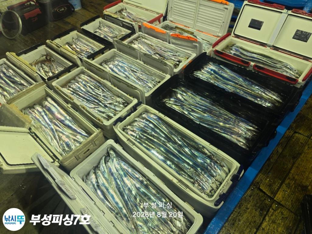 낚시뚜,갈치,통영영운리항,부성피싱7호,낚시뚜29