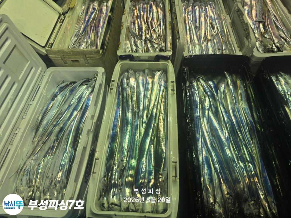 낚시뚜,갈치,통영영운리항,부성피싱7호,낚시뚜27