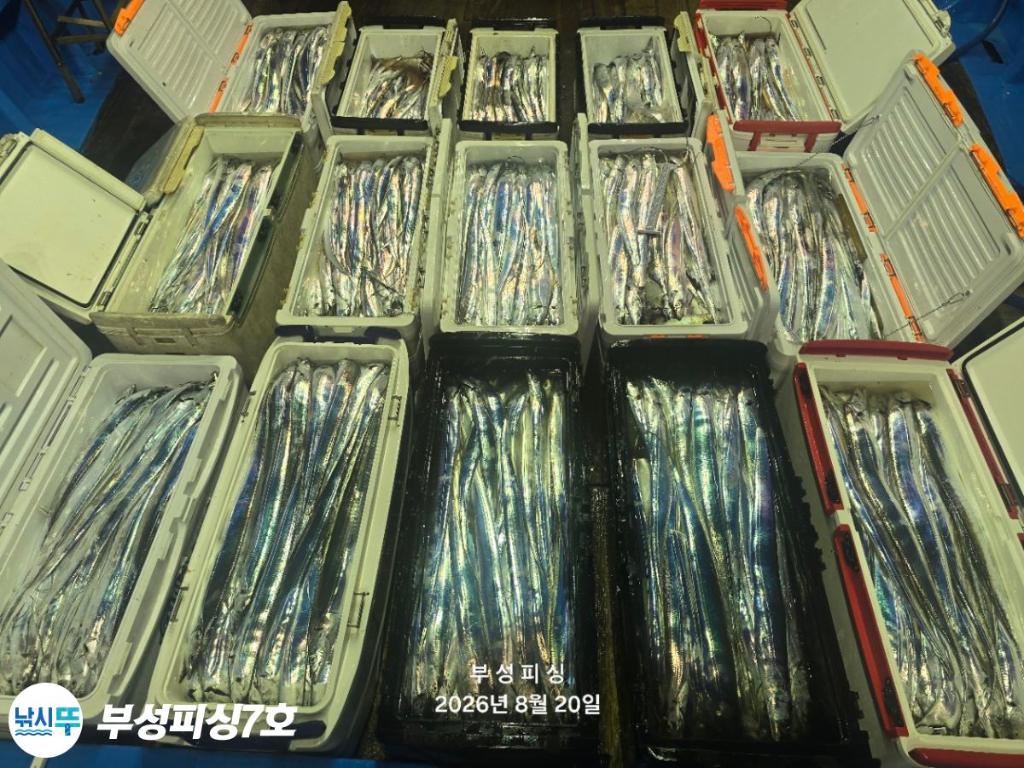 낚시뚜,갈치,통영영운리항,부성피싱7호,낚시뚜25