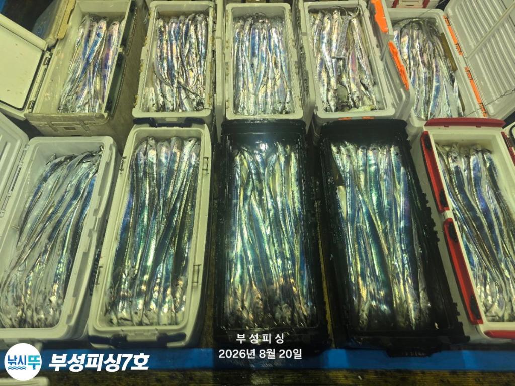 낚시뚜,갈치,통영영운리항,부성피싱7호,낚시뚜26
