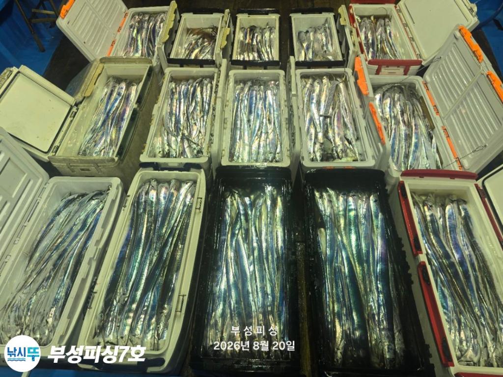 낚시뚜,갈치,통영영운리항,부성피싱7호,낚시뚜24
