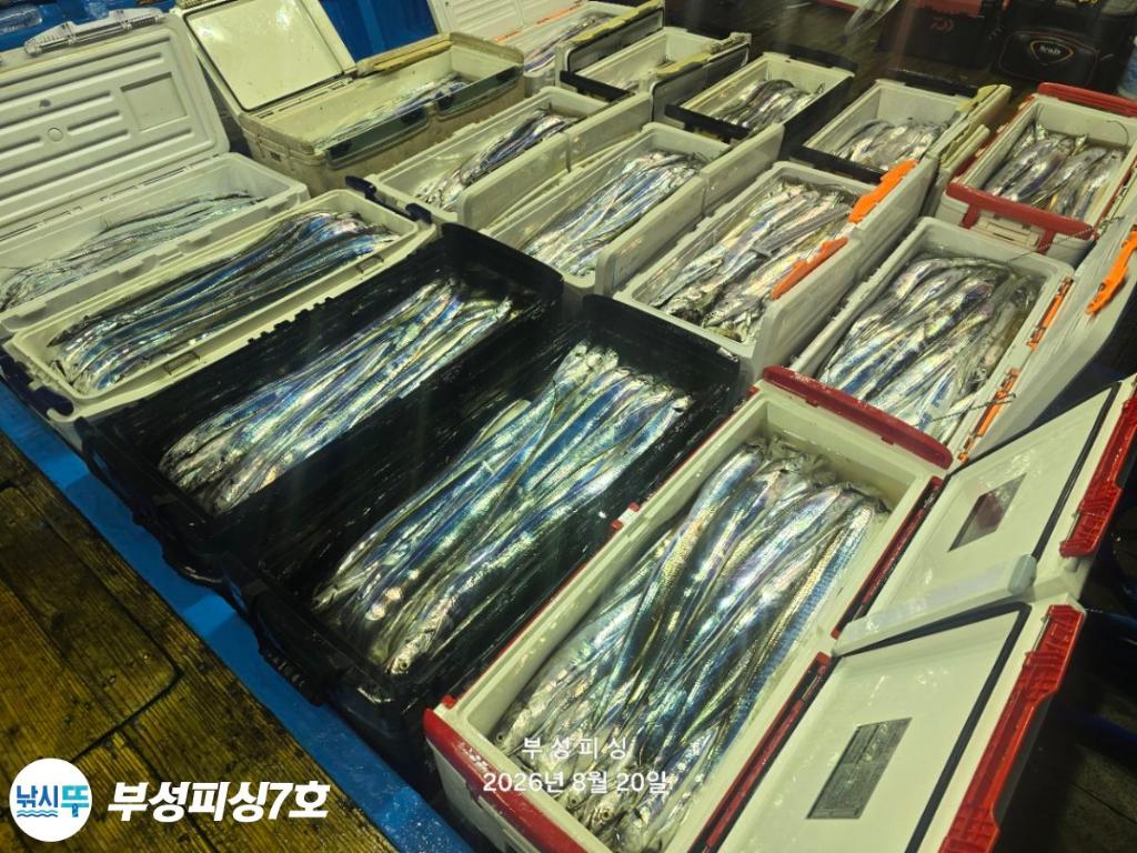 낚시뚜,갈치,통영영운리항,부성피싱7호,낚시뚜1