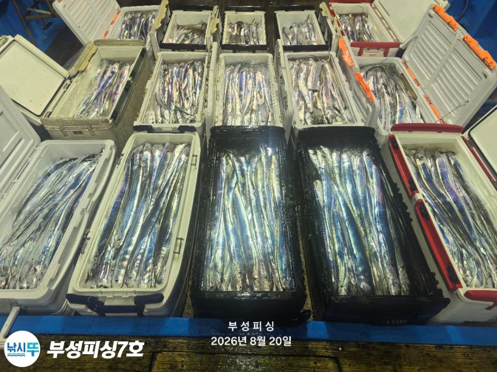 낚시뚜,갈치,통영영운리항,부성피싱7호,낚시뚜0