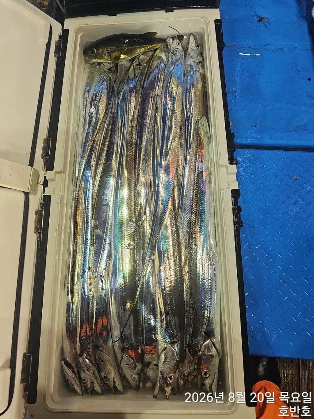 낚시뚜,갈치,통영 신전항,통영호반호,낚시뚜47