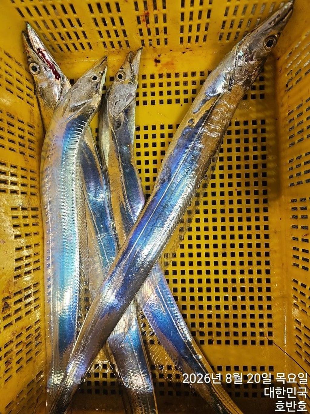 낚시뚜,갈치,통영 신전항,통영호반호,낚시뚜46