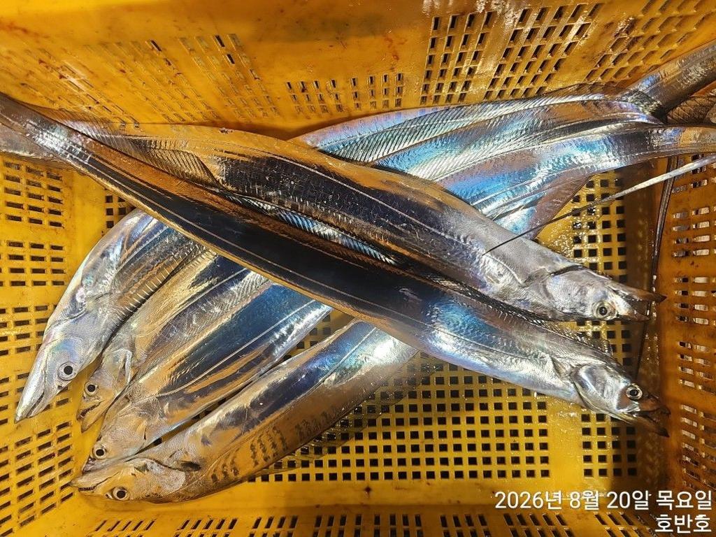 낚시뚜,갈치,통영 신전항,통영호반호,낚시뚜43