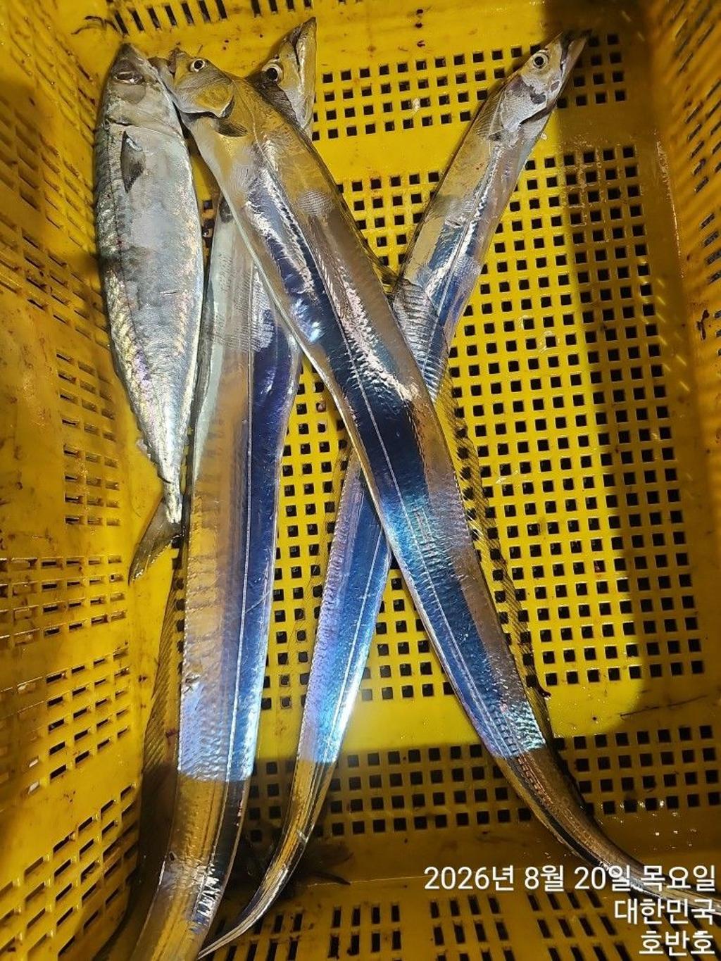 낚시뚜,갈치,통영 신전항,통영호반호,낚시뚜42