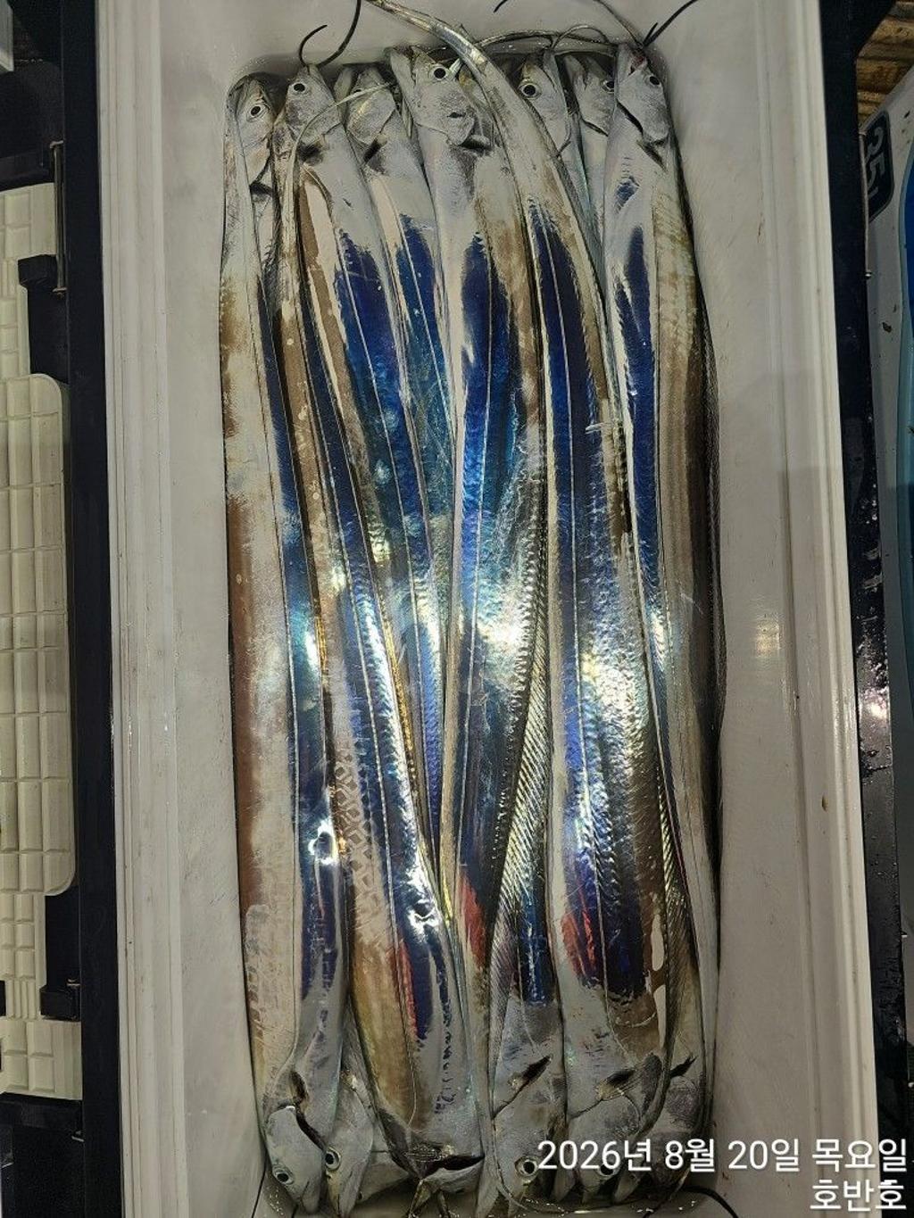 낚시뚜,갈치,통영 신전항,통영호반호,낚시뚜39