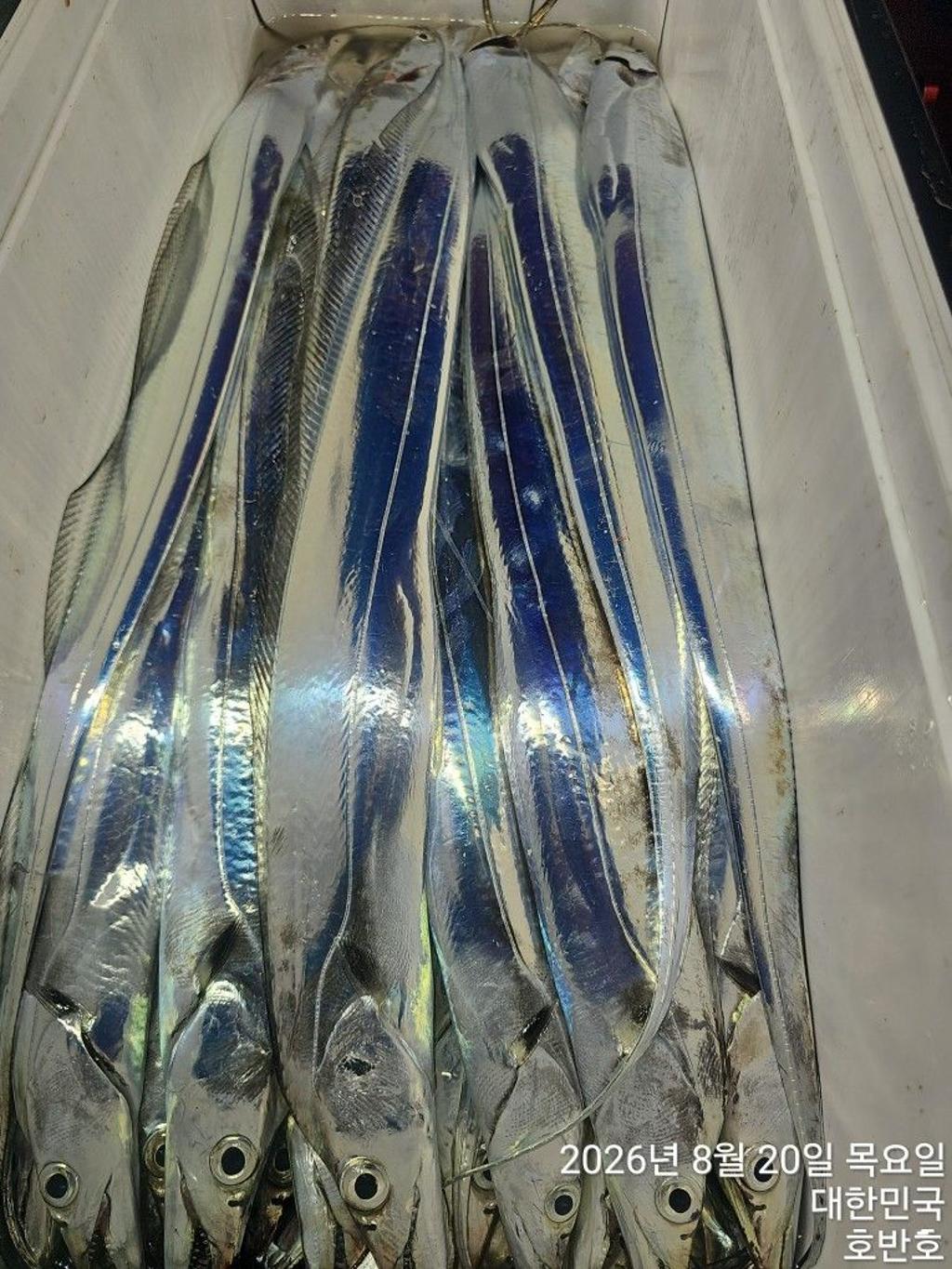 낚시뚜,갈치,통영 신전항,통영호반호,낚시뚜34