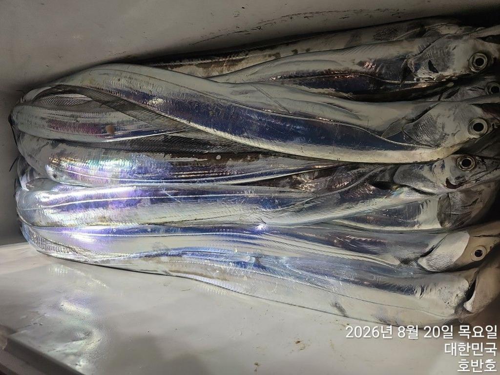 낚시뚜,갈치,통영 신전항,통영호반호,낚시뚜33