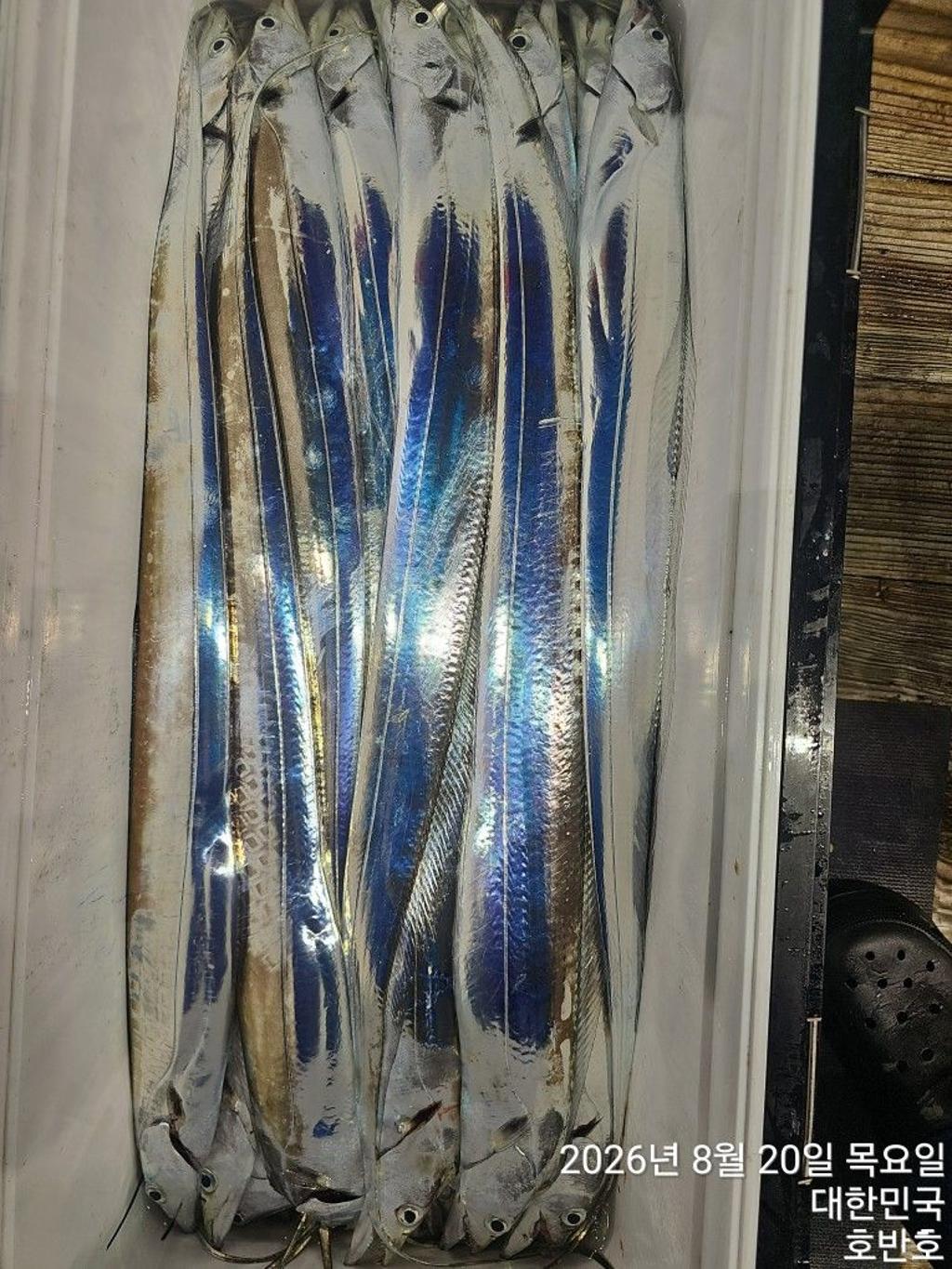 낚시뚜,갈치,통영 신전항,통영호반호,낚시뚜32