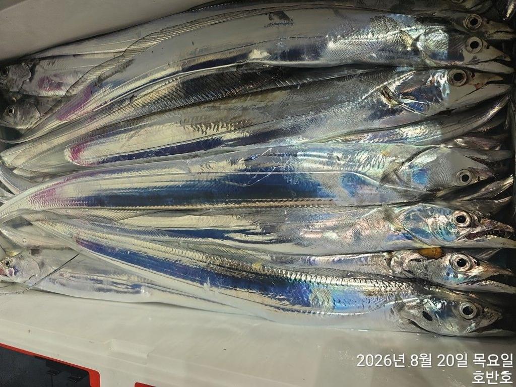 낚시뚜,갈치,통영 신전항,통영호반호,낚시뚜31