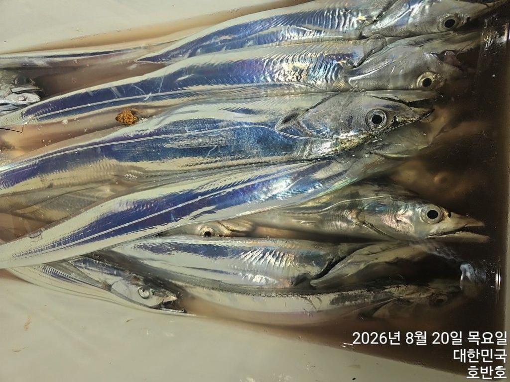 낚시뚜,갈치,통영 신전항,통영호반호,낚시뚜29