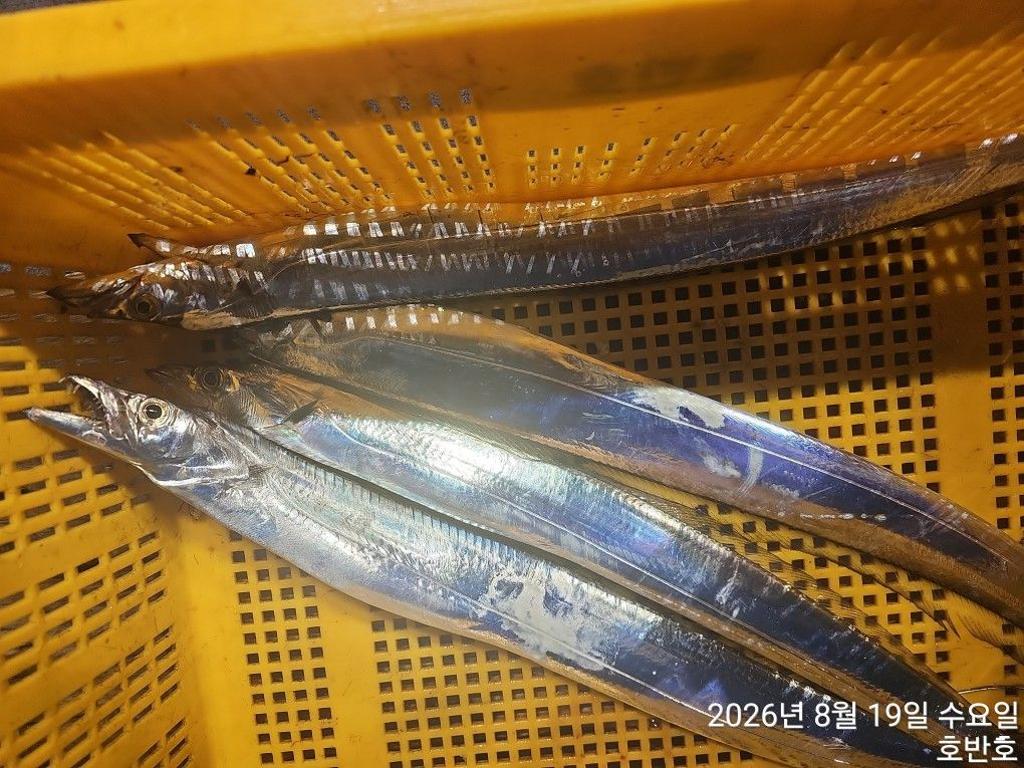 낚시뚜,갈치,통영 신전항,통영호반호,낚시뚜25