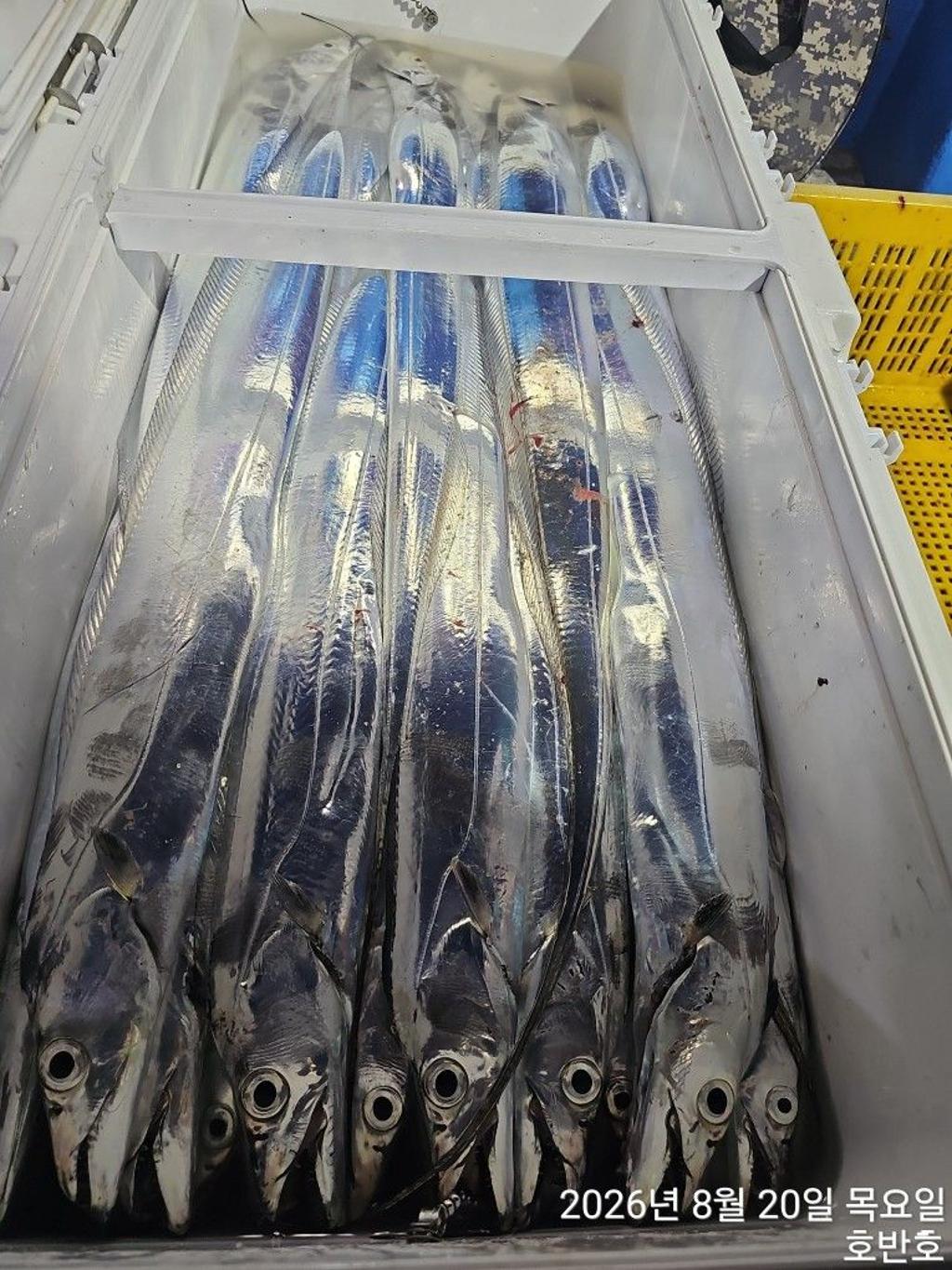 낚시뚜,갈치,통영 신전항,통영호반호,낚시뚜21