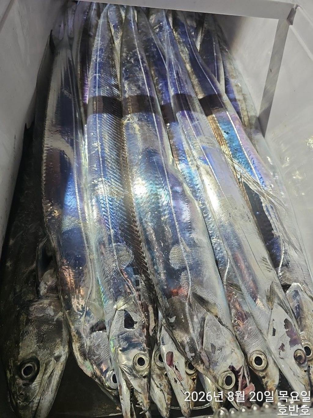 낚시뚜,갈치,통영 신전항,통영호반호,낚시뚜16