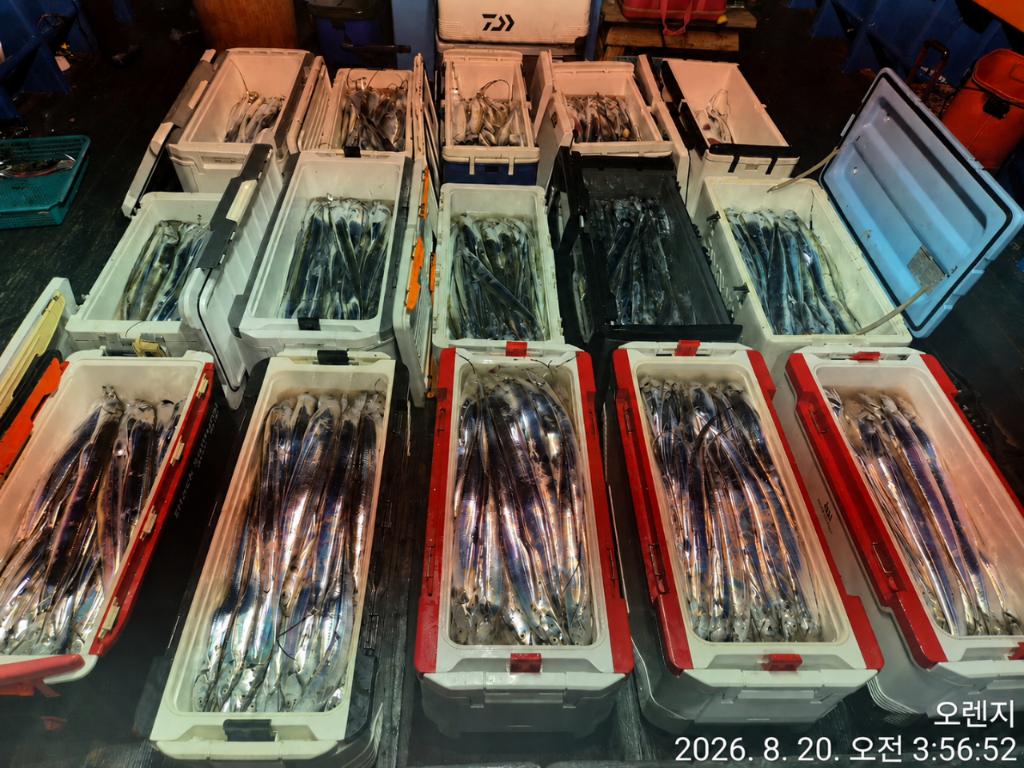 낚시뚜,갈치,삼포항,삼포대교낚시,낚시뚜3