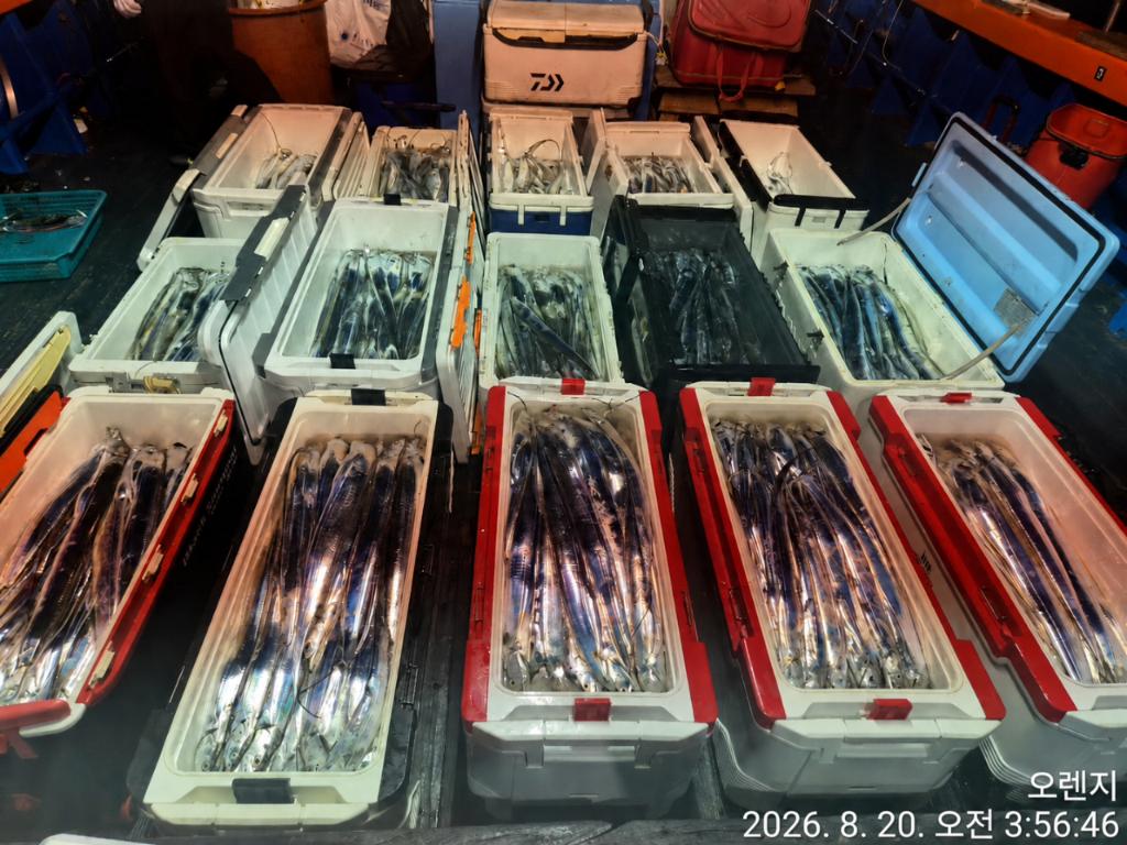 낚시뚜,갈치,삼포항,삼포대교낚시,낚시뚜5