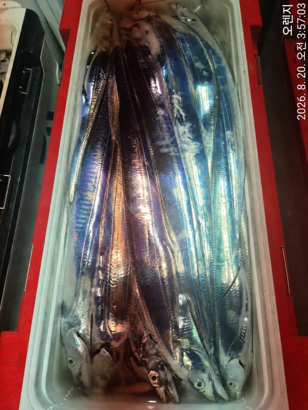 낚시뚜,갈치,삼포항,삼포대교낚시,낚시뚜8