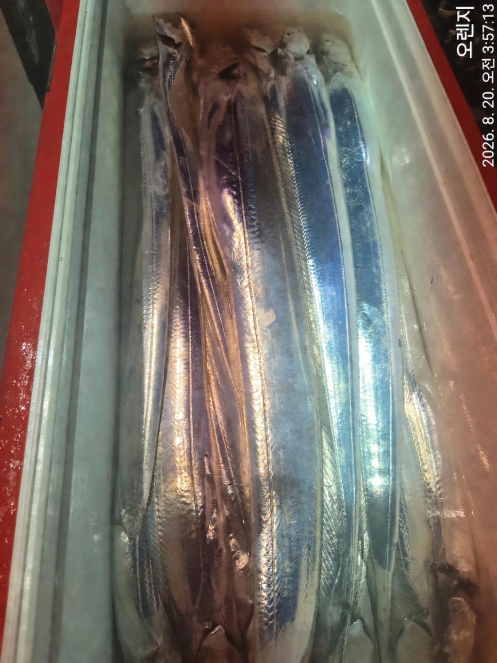 낚시뚜,갈치,삼포항,삼포대교낚시,낚시뚜10