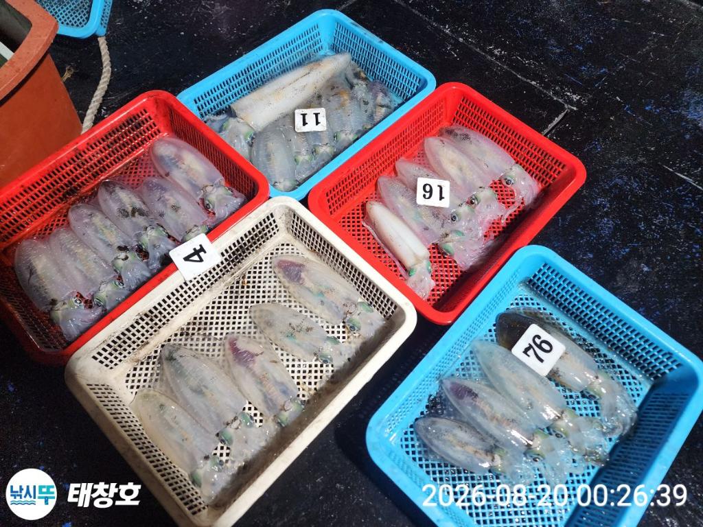 낚시뚜,무늬오징어,영일만항,태창호,낚시뚜1