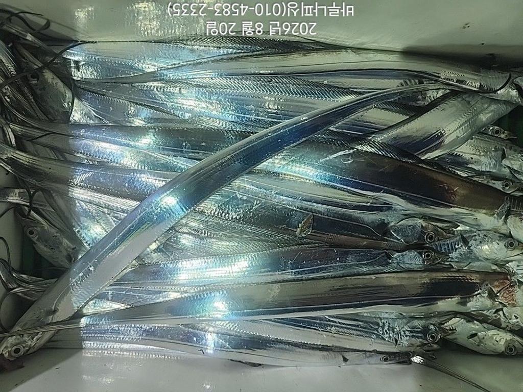 낚시뚜,갈치,속천항(진해),바루나피싱,낚시뚜11