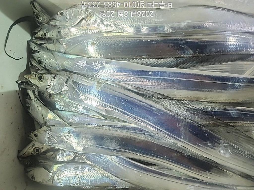 낚시뚜,갈치,속천항(진해),바루나피싱,낚시뚜9