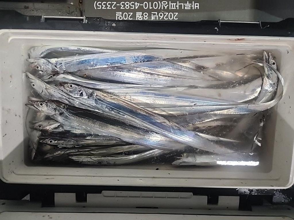 낚시뚜,갈치,속천항(진해),바루나피싱,낚시뚜8