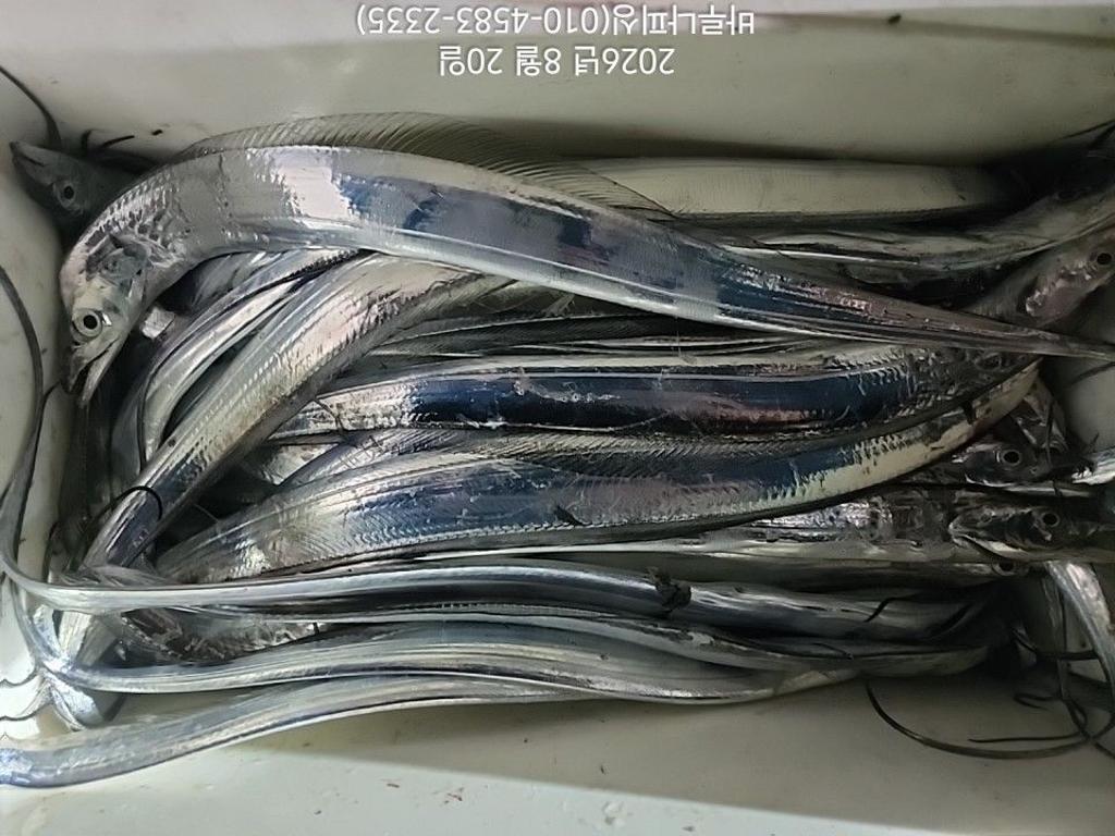낚시뚜,갈치,속천항(진해),바루나피싱,낚시뚜7