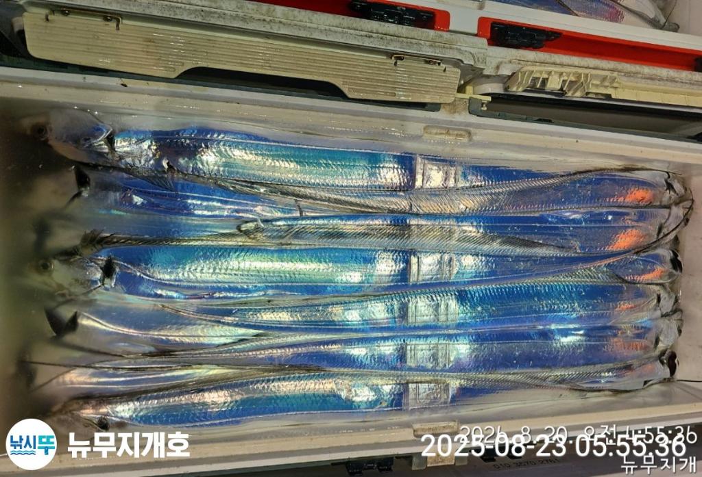낚시뚜,갈치,통영영운리항,뉴무지개호,낚시뚜6