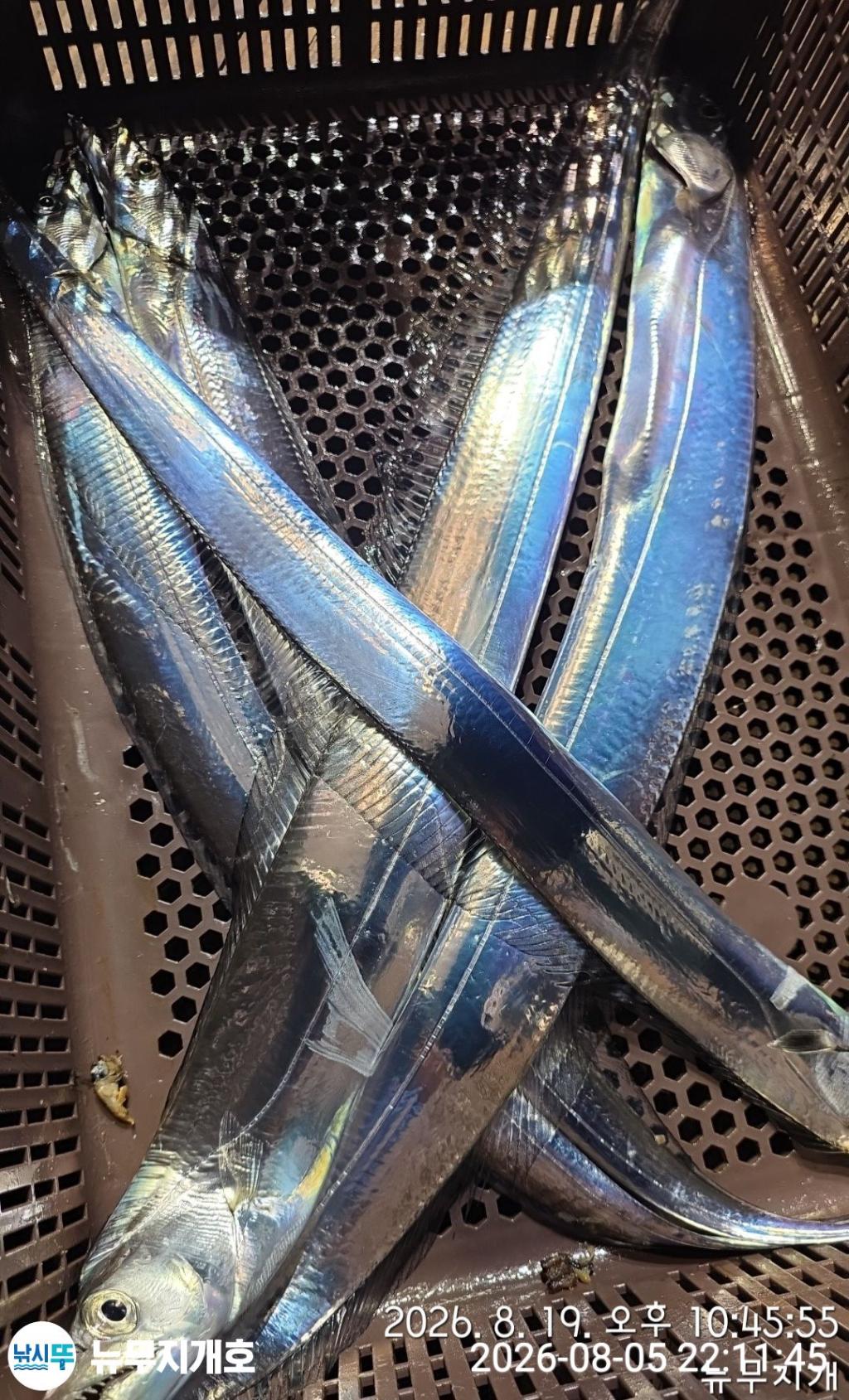 낚시뚜,갈치,통영영운리항,뉴무지개호,낚시뚜3