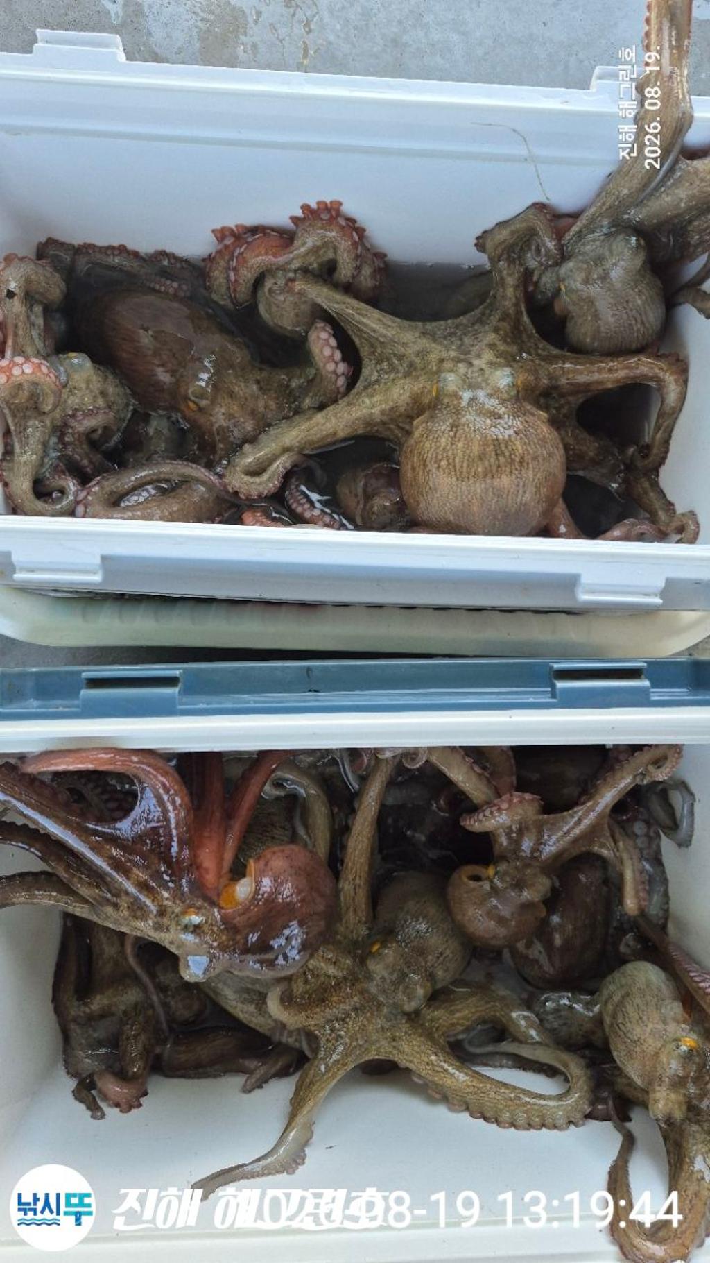 낚시뚜,돌문어,삼포항,진해 해그린호,낚시뚜31