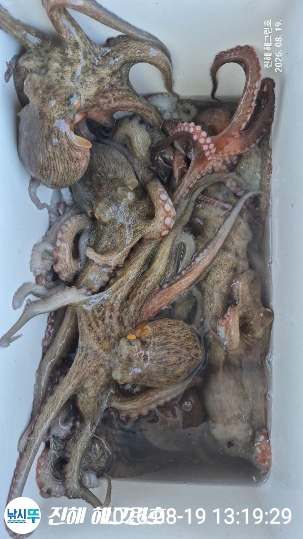 낚시뚜,돌문어,삼포항,진해 해그린호,낚시뚜22